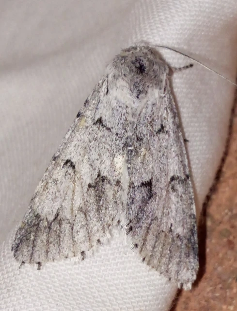 Acronicta leporina - fehér szigonyosbagoly