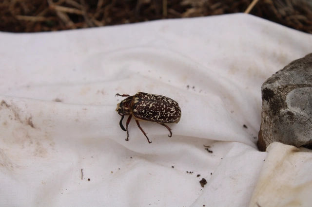 Polyphylla fullo - csapó cserebogár