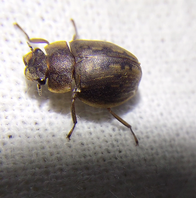 Spercheus emarginatus - ciripelő dajkacsibor