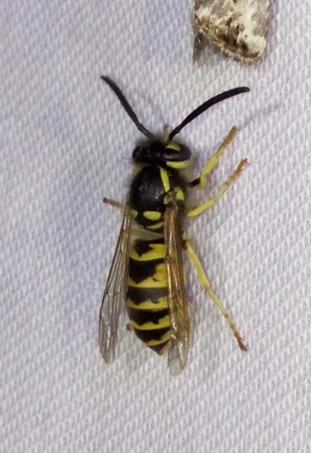 Vespula vulgaris - kecskedarázs