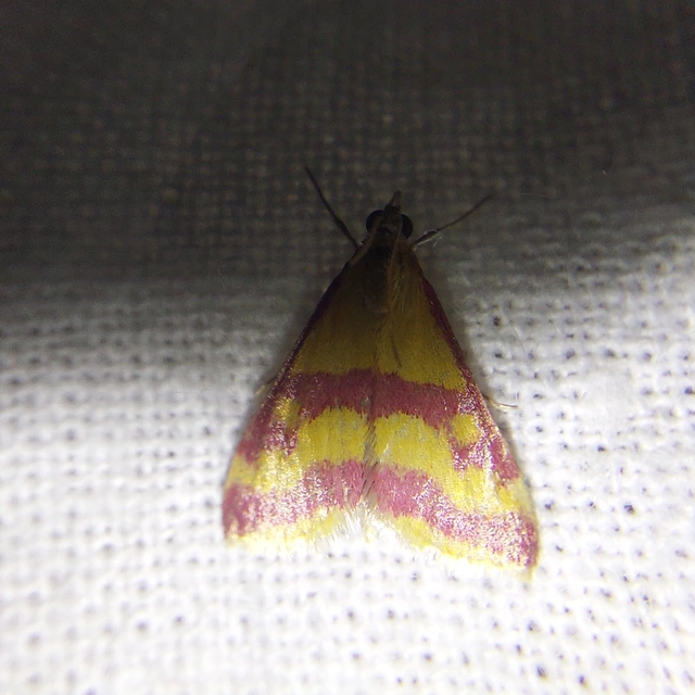 Pyrausta sanguinalis - vérszínű bíbormoly