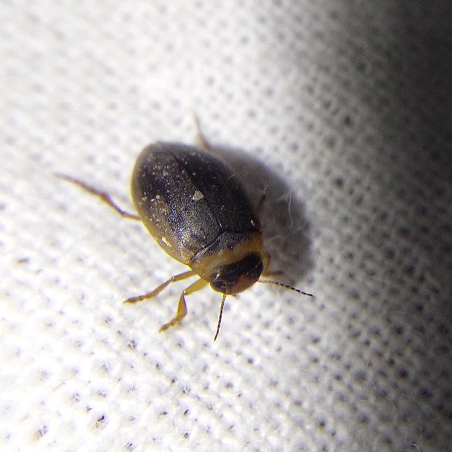 Hygrotus impressopunctatus - barázdás aprócsíkbogár