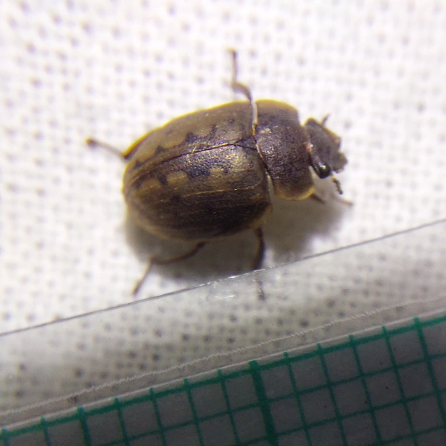Spercheus emarginatus - ciripelő dajkacsibor