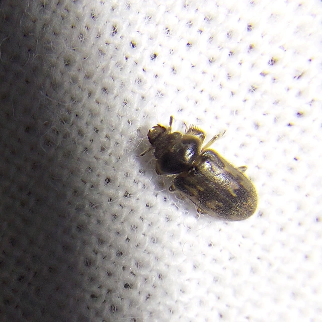 Heterocerus fenestratus - foltos iszapbogár