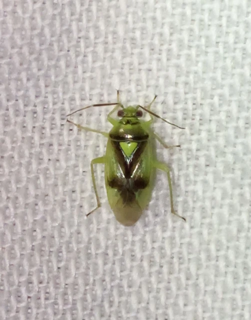 Orthops