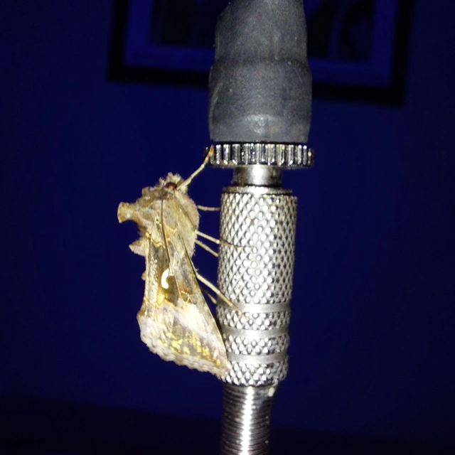 Autographa gamma - gammalepke