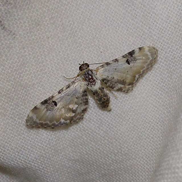 Eupithecia centaureata - búzavirág-törpearaszoló