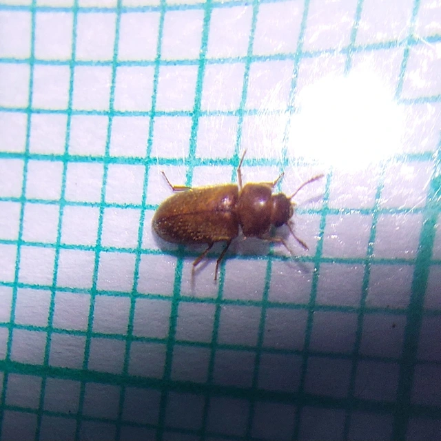 Typhaea stercorea - egyszínű gombabogár