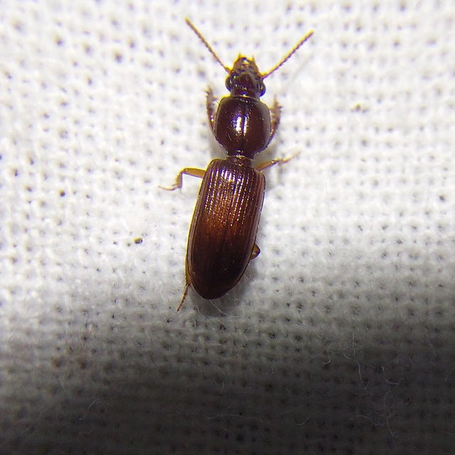 Clivina fossor - egyszínű vakondfutó