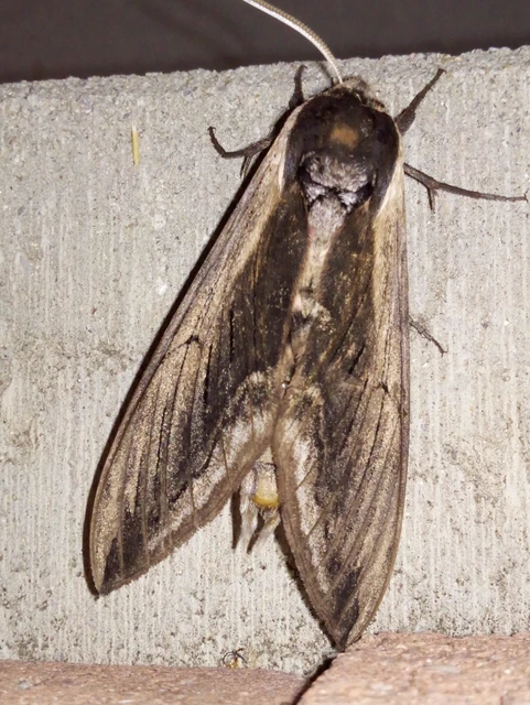 Sphinx ligustri - fagyalszender