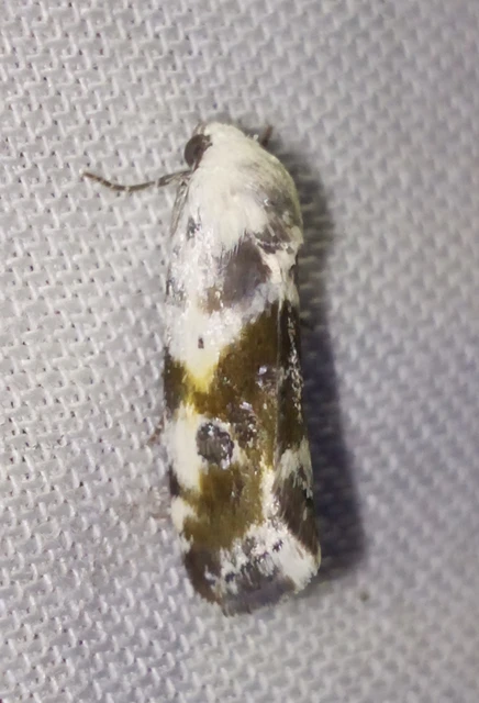 Ponometia candefacta - parlagfűbagoly