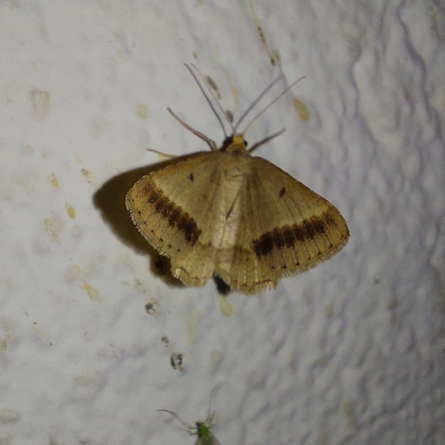 Tephrina arenacearia - lucerna-araszoló