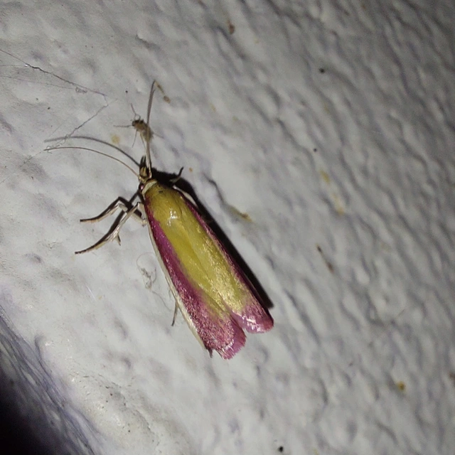 Oncocera semirubella - lucernamoly