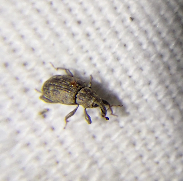 Bagous argillaceus - lakkfényű víziormányos Bagous argillaceus - lakkfényű víziormányos