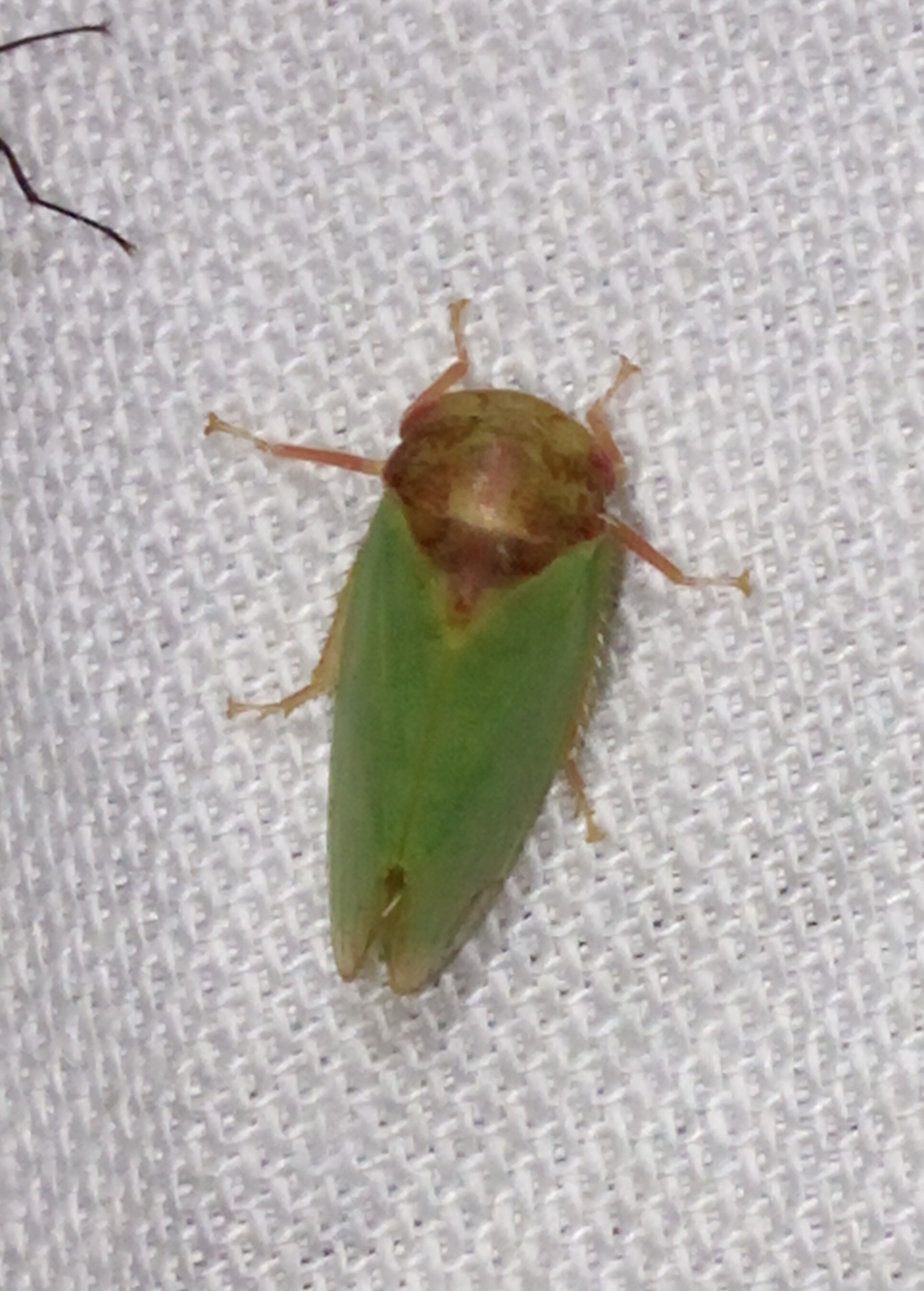 Iassus lanio