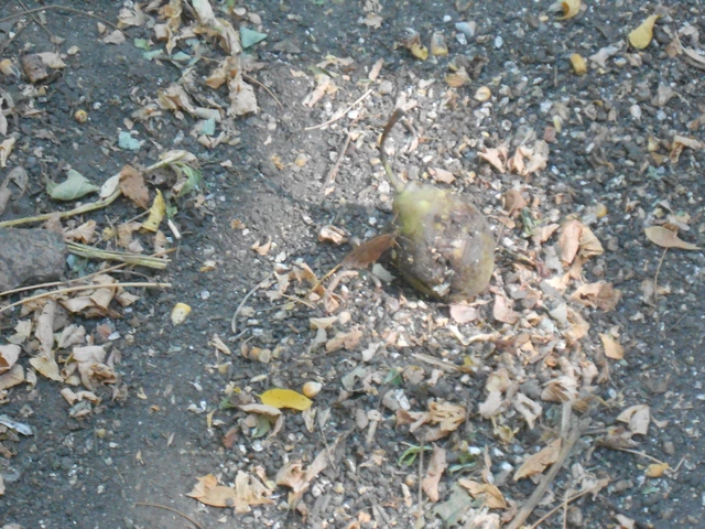 Minois dryas - fekete szemeslepke