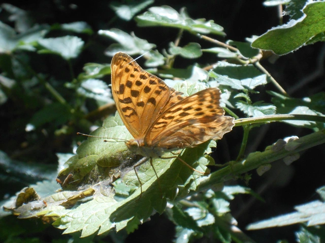 Argynnis paphia - nagy gyöngyházlepke