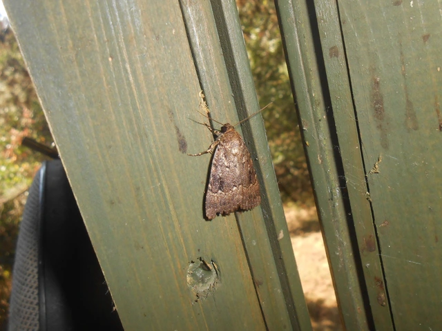 Amphipyra pyramidea - fahéjszínű bagoly