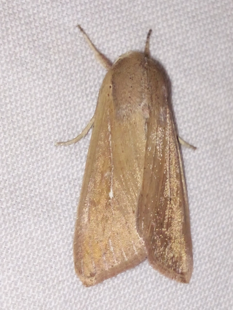 Mythimna unipuncta - hordabagoly
