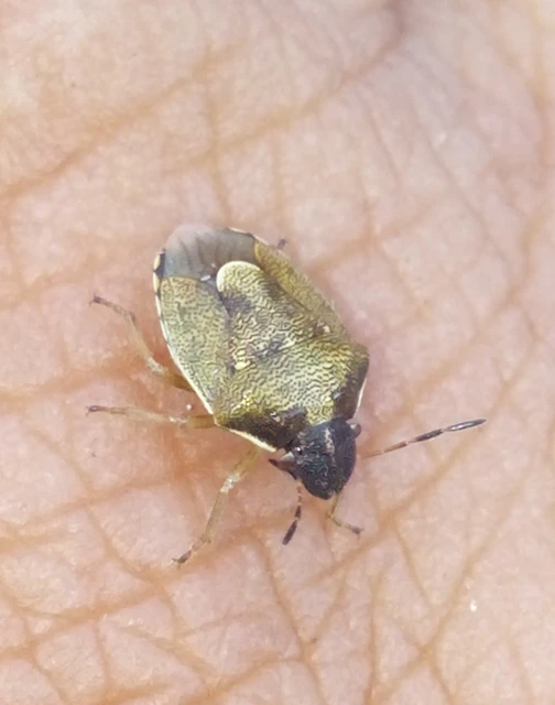 Rubiconia intermedia - bronzos címerespoloska