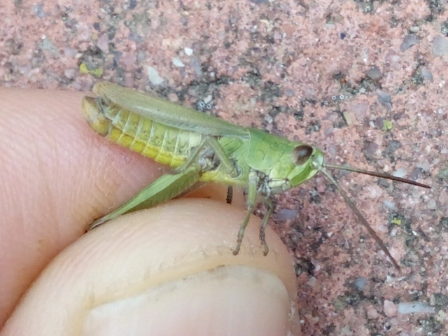 Pseudochorthippus parallelus - közönséges rétisáska