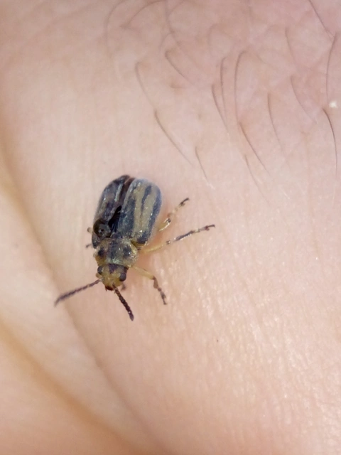 Ophraella communa - parlagfű-olajosbogár