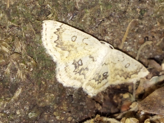 Cyclophora annularia - gyűrűs pettyesaraszoló
