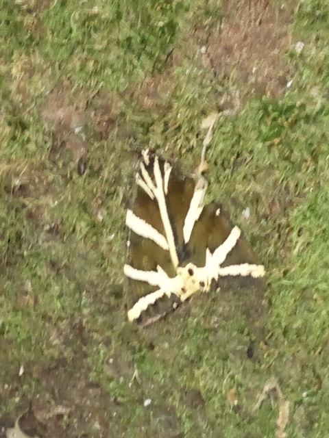 Euplagia quadripunctaria - csíkos medvelepke