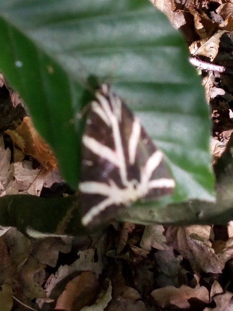Euplagia quadripunctaria - csíkos medvelepke