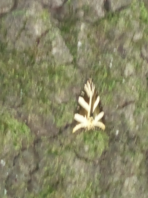 Euplagia quadripunctaria - csíkos medvelepke