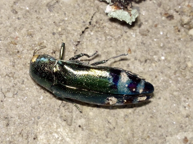 Coraebus fasciatus - szalagos díszbogár Coraebus fasciatus - szalagos díszbogár