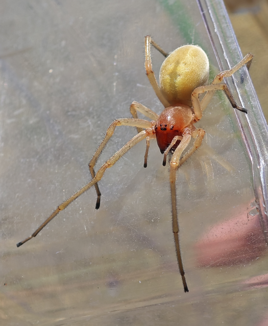 Cheiracanthium punctorium - mérges dajkapók