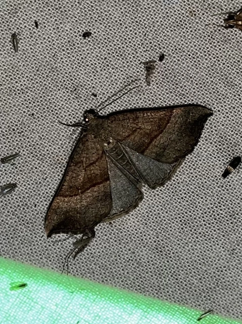 Hypena proboscidalis - ormányos karcsúbagoly