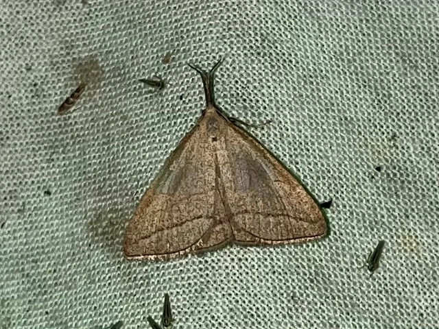 Polypogon tentacularia - sötétaljú karcsúbagoly