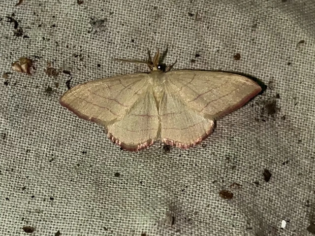 Rhodostrophia vibicaria - pirosszélű araszoló