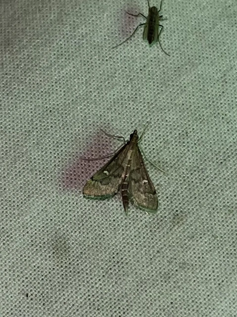 Dolicharthria punctalis - hosszúlábú tűzmoly