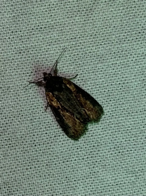 Bryophila raptricula/felina