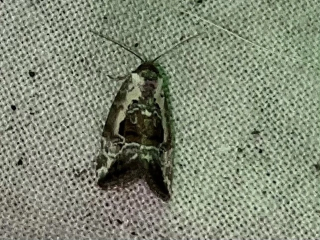 Hapalotis venustula - rózsaszínű mázasbagoly