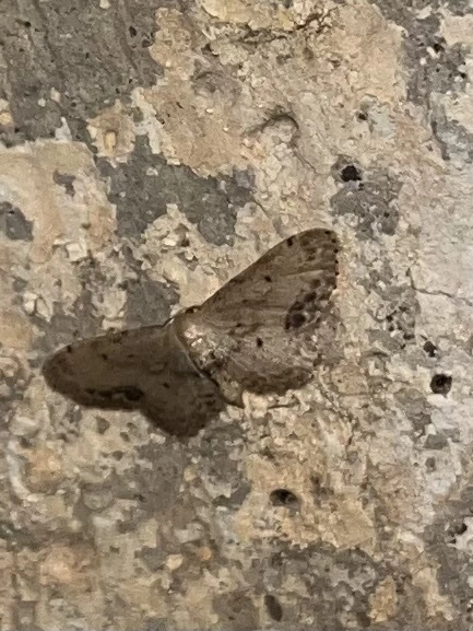Idaea dimidiata - gyakori apróaraszoló