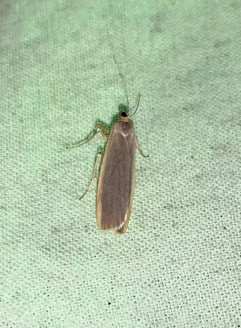 Eilema complana - közönséges zuzmószövő