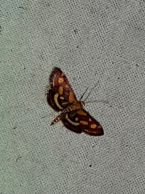 Pyrausta purpuralis - közönséges bíbormoly