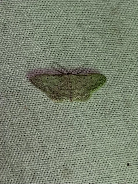 Idaea seriata - szürke apróaraszoló