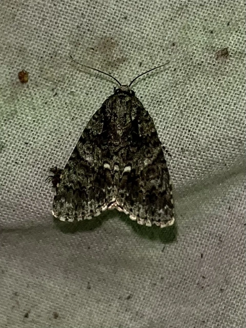 Acronicta rumicis - sóska-szigonyosbagoly