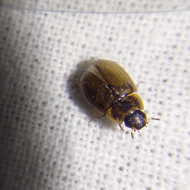 Enochrus quadripunctatus - négypettyes fakócsibor