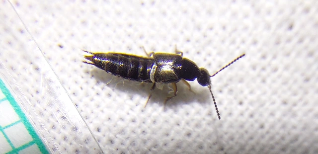 Philonthus quisquiliarius - zöldfényű ganajholyva