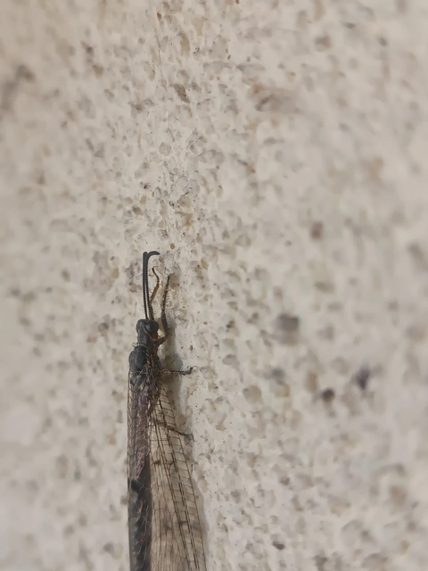 Distoleon tetragrammicus - négyfoltos hangyaleső