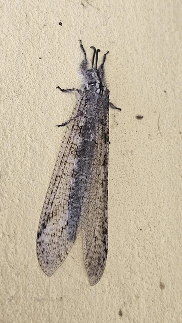 Acanthaclisis occitanica - pusztai hangyaleső