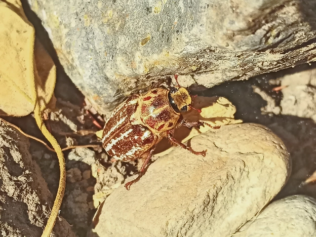 Anoxia orientalis - keleti cserebogár
