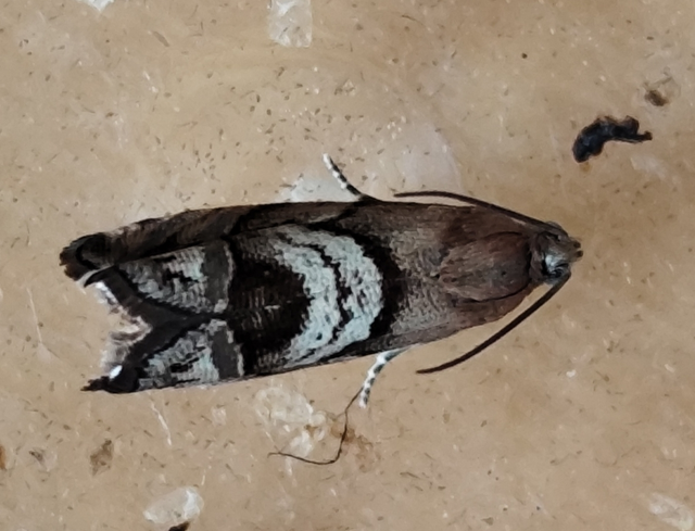 Cydia interscindana - boróka-tükrösmoly