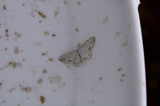 Scopula ornata - díszes fehéraraszoló